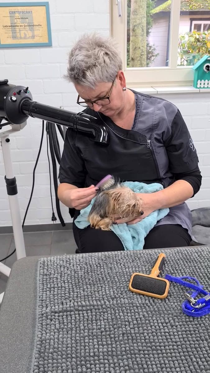 Jovita föhnt een Yorkshire Terriër in een handdoek op haar schoot in de salon