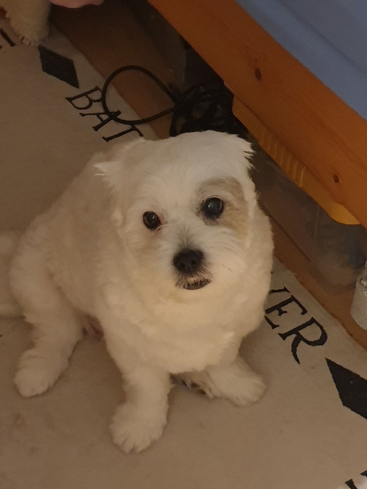 Het witte hondje van Yvonne Loonen thuis op de mat