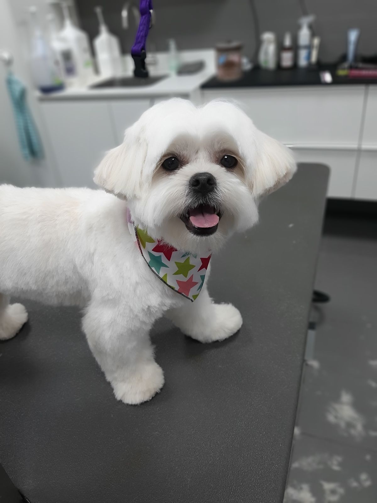 Wit hondje met een bandana met sterren op de trimtafel