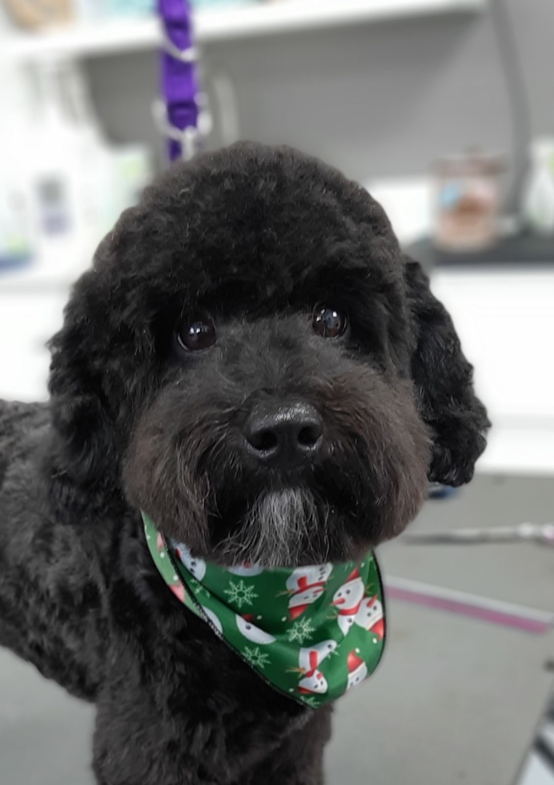 Zwart krullend hondje met een kerstbandana, net getrimd