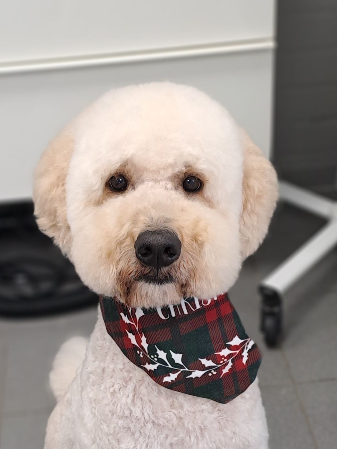 Crèmekleurige hond met een geruite bandana in de salon