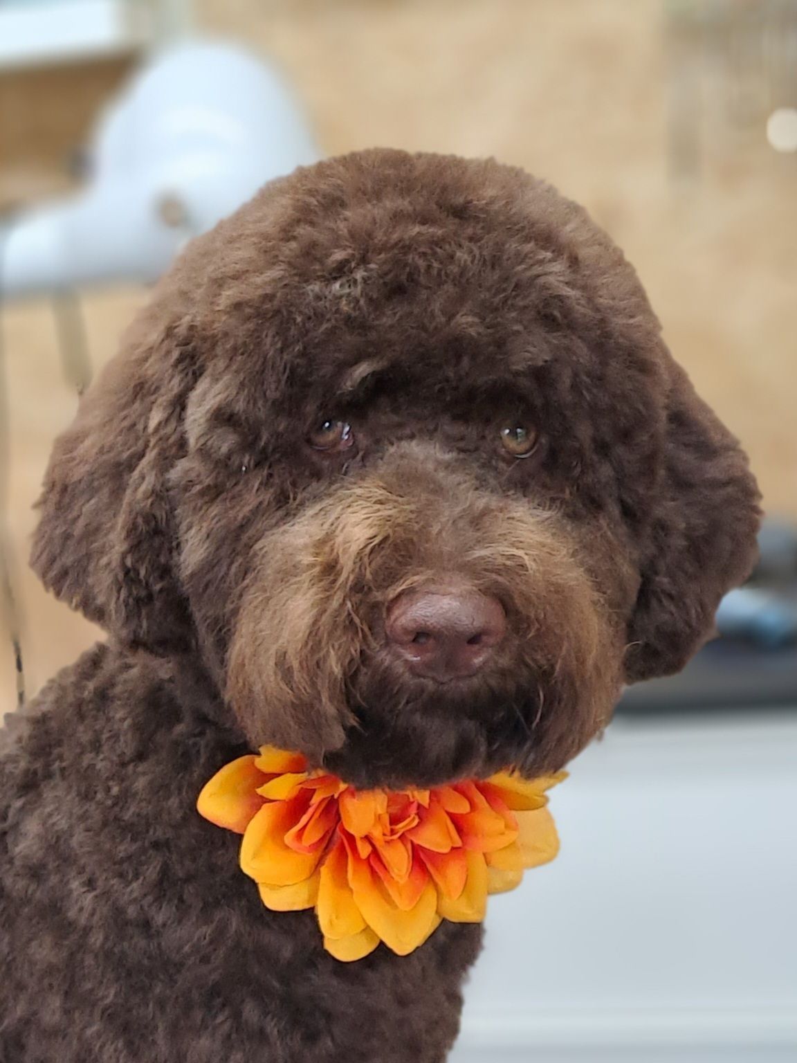 Bruine krullende hond met een oranje bloem om de hals