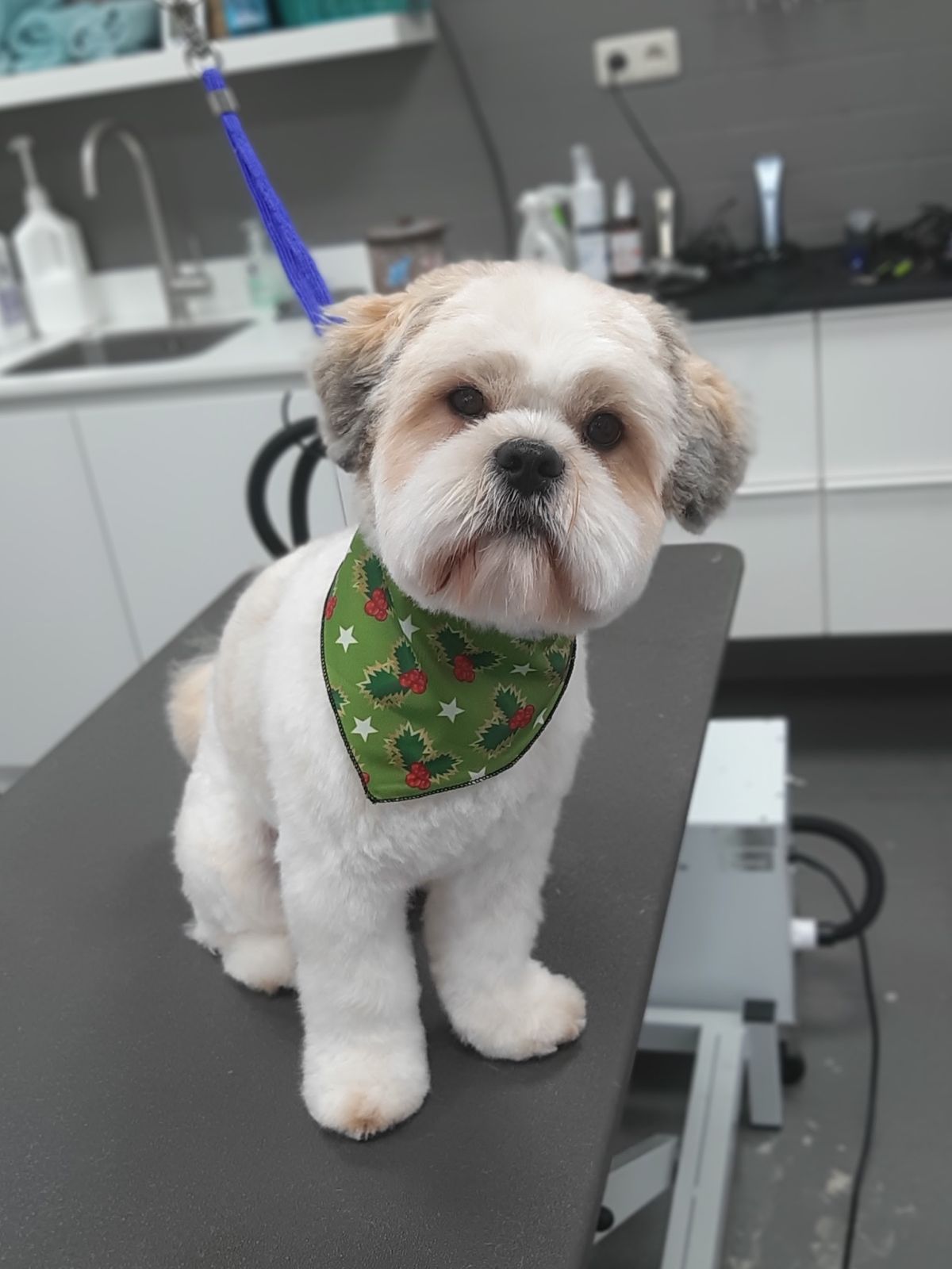 Wit-bruin hondje met een groene bandana op de trimtafel